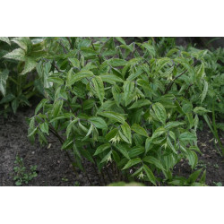 Disporum lanuginosum Parnik