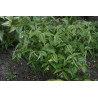 Disporum lanuginosum Parnik