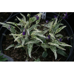 Viola mandshurica - Fuji Dawn Fiołek