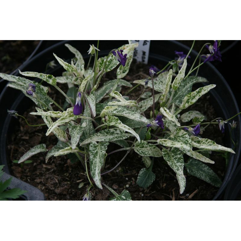 Viola mandshurica - Fuji Dawn Fiołek