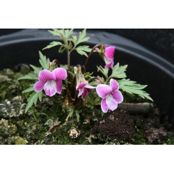 Viola chaerophylloides - Benizuru Fiołek
