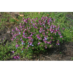 Lathyrus vernus Groszek wiosenny