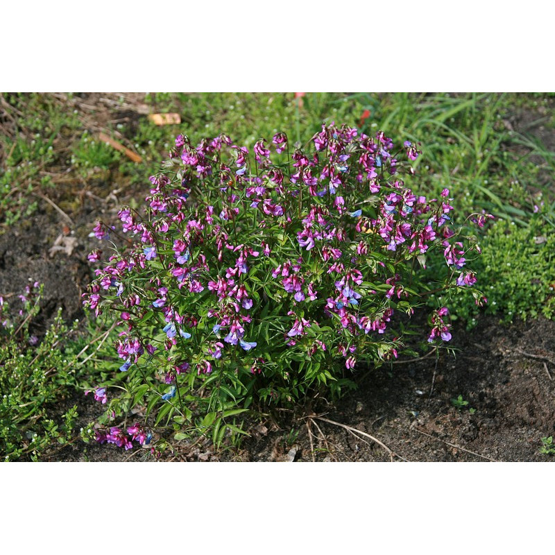 Lathyrus vernus Groszek wiosenny