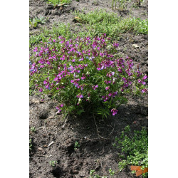 Lathyrus vernus Groszek wiosenny