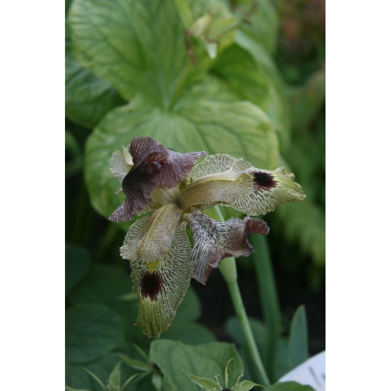 Iris acutiloba x afghanica (oncocyclus), Kosaciec ostropłatkowy