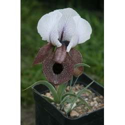 Iris iberica (oncocyclus), Kosaciec iberyjski