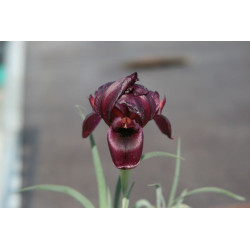 Iris polakii (oncocyclus), Kosaciec Polaka