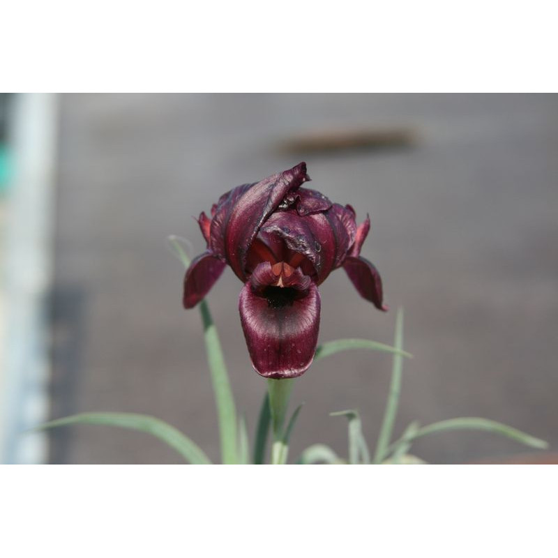 Iris polakii (oncocyclus), Kosaciec Polaka