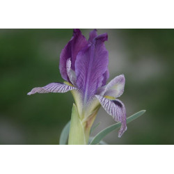Iris schelkownikowii (oncocyclus), Kosaciec