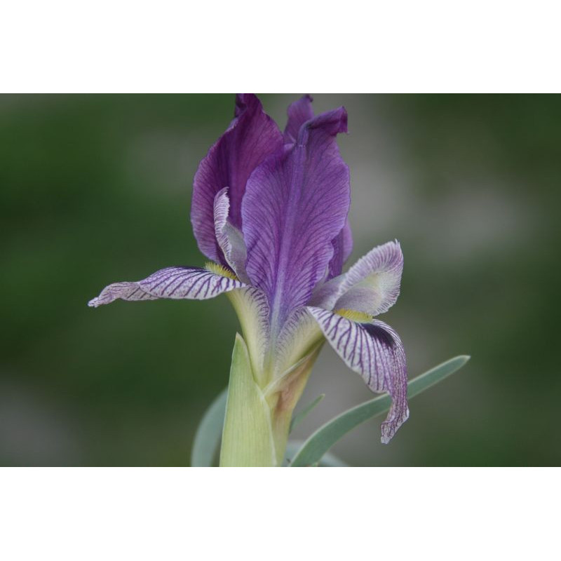 Iris schelkownikowii (oncocyclus), Kosaciec