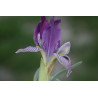 Iris schelkownikowii (oncocyclus), Kosaciec