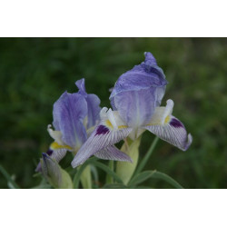 Iris schelkownikowii (oncocyclus), Kosaciec