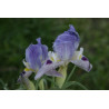Iris schelkownikowii (oncocyclus), Kosaciec