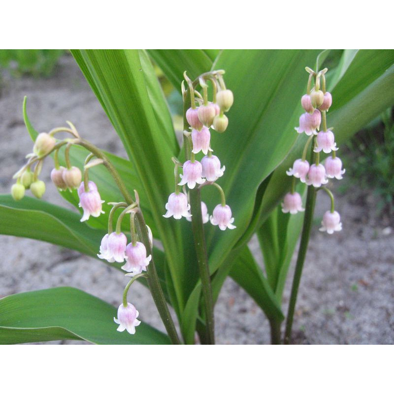 Convallaria majalis - Rosea Konwalia majowa