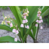 Convallaria majalis - Rosea Konwalia majowa