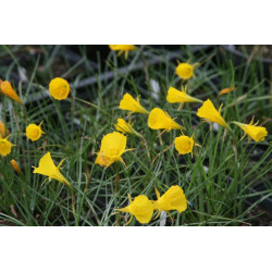 Narcissus bulbocodium var. nivalis Narcyz