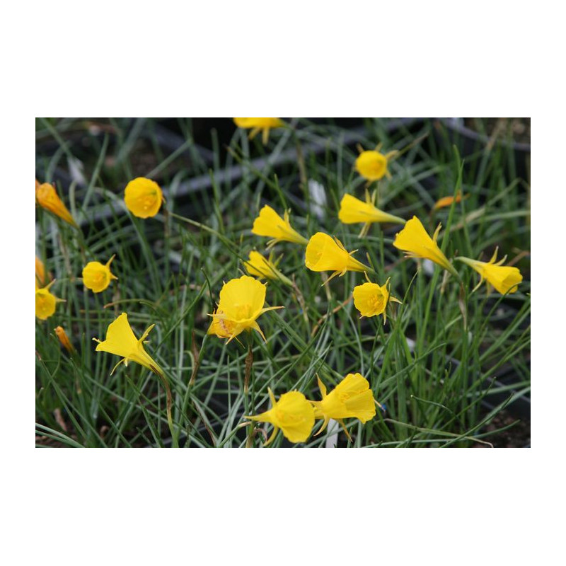 Narcissus bulbocodium var. nivalis Narcyz