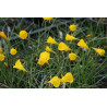 Narcissus bulbocodium var. nivalis Narcyz