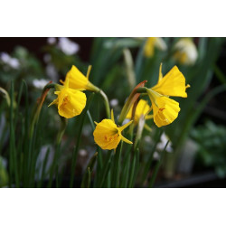 Narcissus bulbocodium var. conspicuus Narcyz łuskowaty