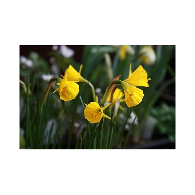 Narcissus bulbocodium var. conspicuus Narcyz łuskowaty