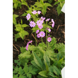 Primula cortusoides Pierwiosnek zarzyczkowaty