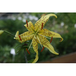 Lilium lancifolium var. flaviflora Lilia tygrysia