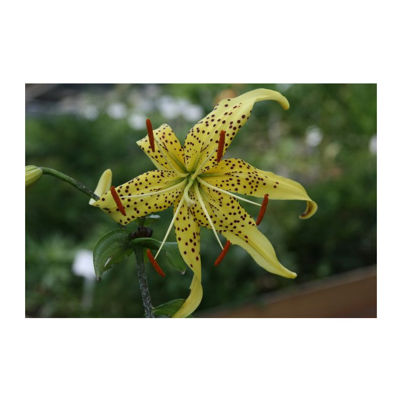 Lilium lancifolium var. flawiflorum Lilia tygrysia