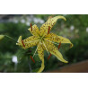 Lilium lancifolium var. flaviflora Lilia tygrysia