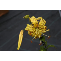 Lilium lancifolium var. flawiflorum Lilia tygrysia