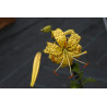 Lilium lancifolium var. flaviflora Lilia tygrysia