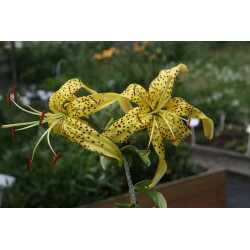 Lilium lancifolium var. flawiflorum Lilia tygrysia