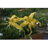 Lilium lancifolium var. flawiflorum Lilia tygrysia