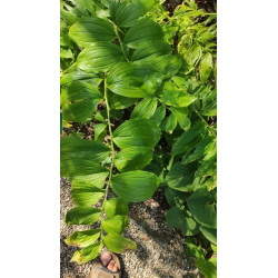 Polygonatum orientale Kokoryczka wschodnia