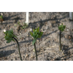 Polygonatum biflorum - Feather Boa Kokoryczka dwukwiatowa