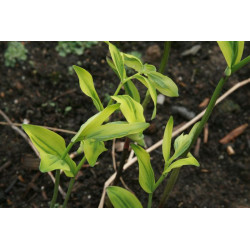 Polygonatum odoratum - Ou Sai Kokoryczka wonna