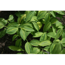 Polygonatum involucratum - Ki Shima Fu Kokoryczka