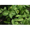 Polygonatum involucratum - Ki Shima Fu Kokoryczka