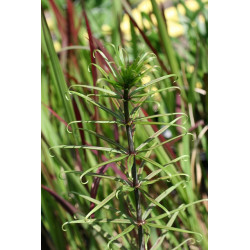 Polygonatum verticillatum - Rubrum Kokoryczka okółkowa
