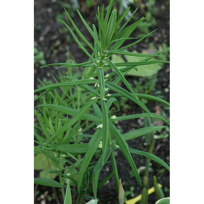 Polygonatum verticillatum - Himalayan Giant Kokoryczka okółkowa