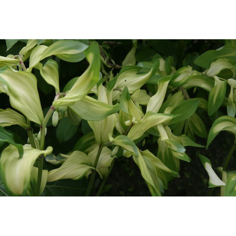 Polygonatum odoratum - Byakko Kokoryczka