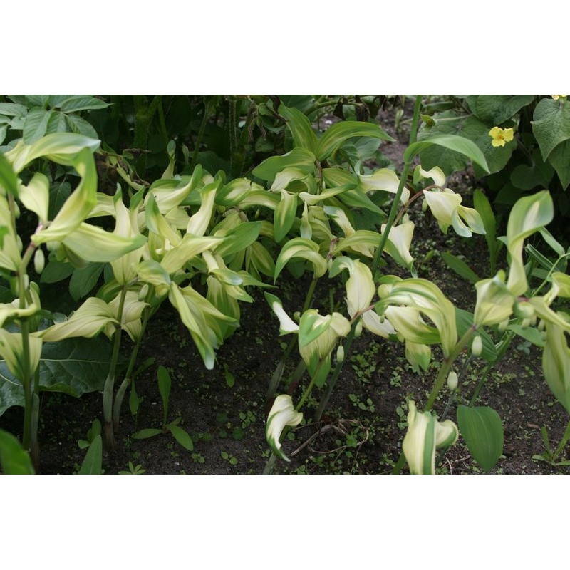 Polygonatum odoratum - Byakko Kokoryczka