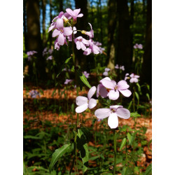 Cardamine bulbifera Rzeżucha