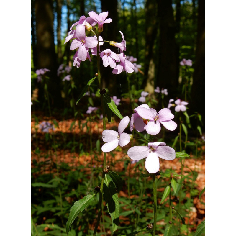 Cardamine bulbifera Rzeżucha