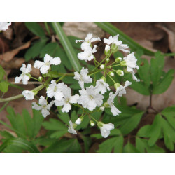 Cardamine trifolia Rzeżucha trójlistkowa