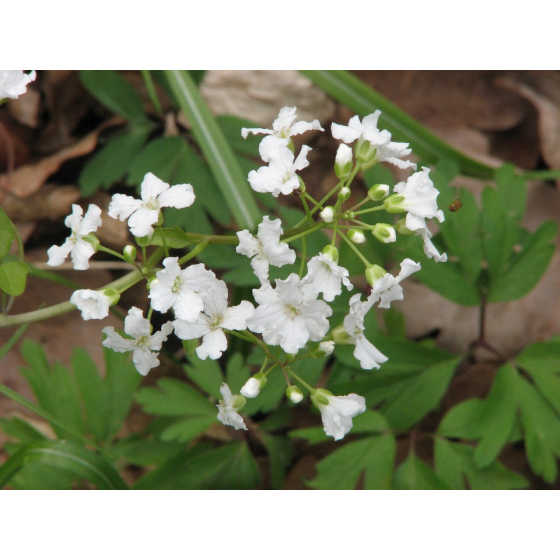 Cardamine trifolia Rzeżucha trójlistkowa