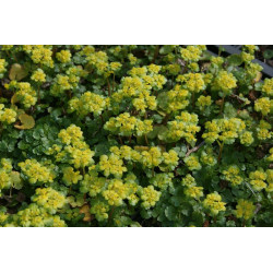 Chrysosplenium alternifolium Śledziennica skrętolistna