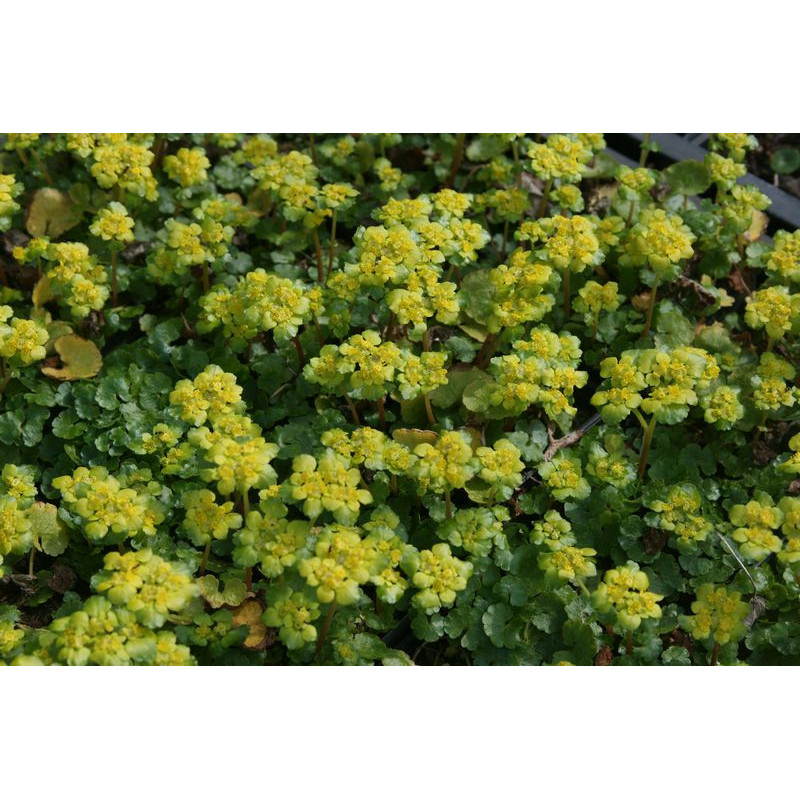 Chrysosplenium alternifolium Śledziennica skrętolistna