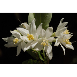 Styrax japonica Styrak japoński