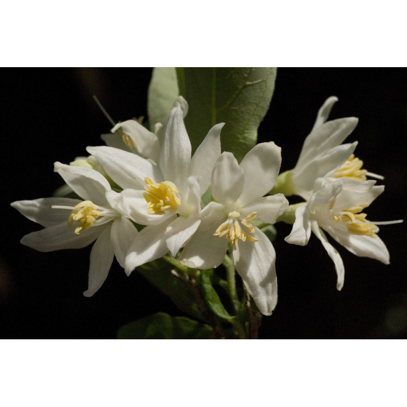 Styrax japonica Styrak japoński