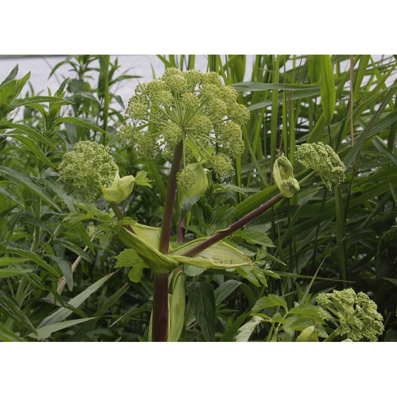 Angelica archangelica Arcydzięgiel litwor